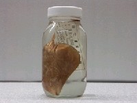 藏品(廣東長吻鰩)的圖片